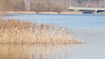 Борьба Минприроды Беларуси с зарастанием водных объектов